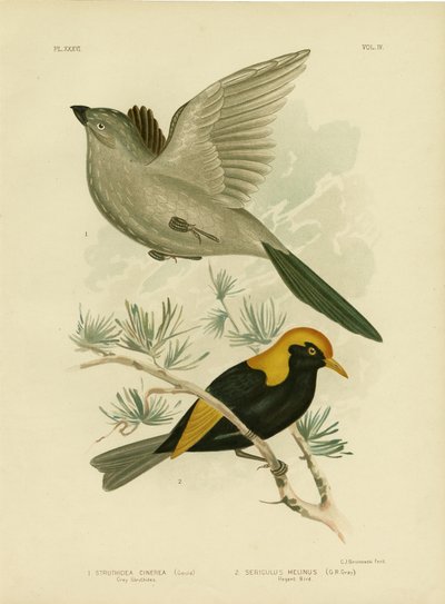 Grey Struthidea or Apostlebird, 1891 by Gracius Broinowski